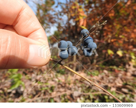 Fruit of the climbing plant "Aotsuzurafuji" that grows in autumn 133609969
