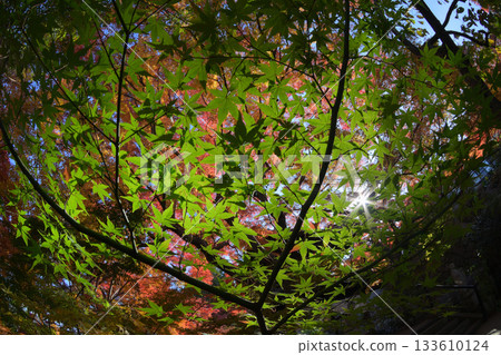 Autumn leaves: Shining green maple leaves Autumn leaves: Shining green maple leaves 133610124