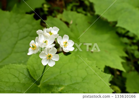 戶隱山三河陽 133610166