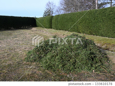 A freshly trimmed hedge lines the edge of a well-maintained garden 133610178