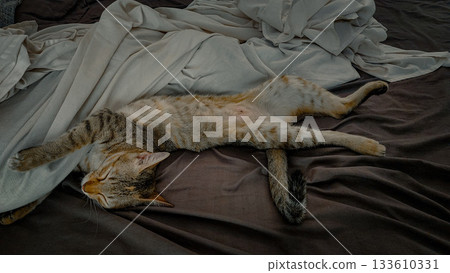 A tabby cat comfortably sleeping in a funny odd contortionist position on a bed with scattered sheets A tabby cat comfortably sleeping in a funny odd contortionist position on a bed with scattered sheets 133610331