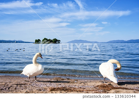 <Shimane Prefecture> Lake Shinji and swans, November <Shimane Prefecture> Lake Shinji and swans, November 133610344