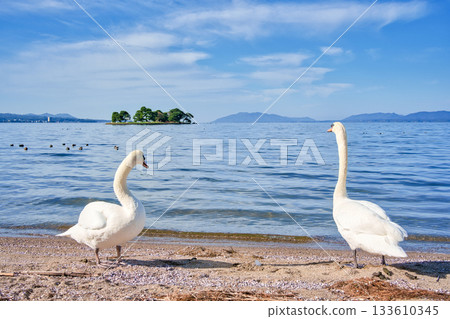 <Shimane Prefecture> Lake Shinji and swans, November 133610345