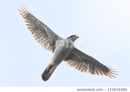 Giant otaka gliding 133610360