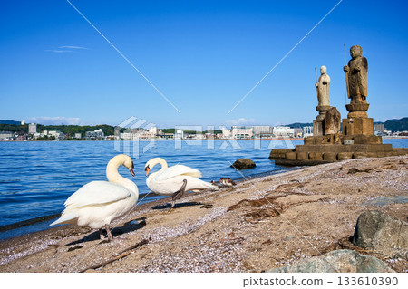 <Shimane Prefecture> Lake Shinji, swans, and Sodeshi Jizo, November <Shimane Prefecture> Lake Shinji, swans, and Sodeshi Jizo, November 133610390