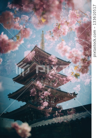 Kyoto, cherry blossom, spring 133610517