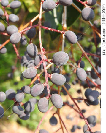 雙魚糯果（成熟、黑色） 133610536