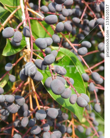 雙魚糯果（成熟、黑色） 133610537