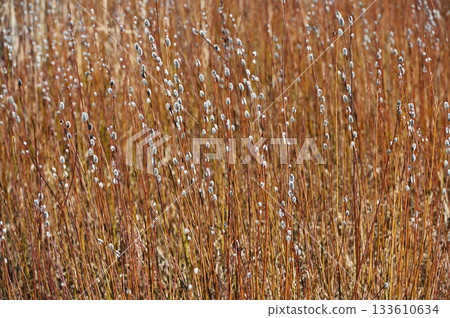 A beautiful close-up of a field filled with budding pussy willow branches A beautiful close-up of a field filled with budding pussy willow branches 133610634