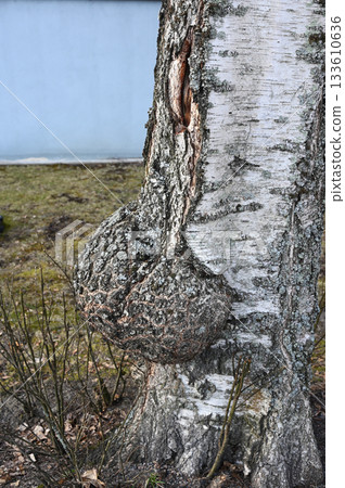 a birch tree with a large burl at its base 133610636