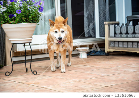 Shiba Inu returning from a walk 133610663