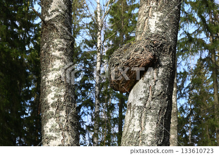 A close-up photograph of a birch tree with a large burl at its base 133610723