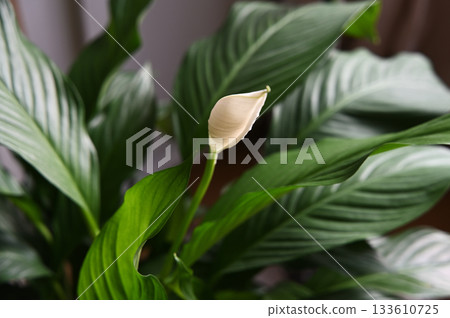 A close-up photo of a peace lily (Spathiphyllum) showcasing its striking white flower emerging from lush green foliage 133610725