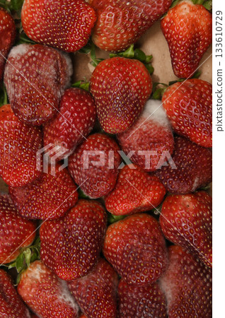 A close-up image of strawberries in various stages of spoilage, visibly affected by white fuzzy mold and decay 133610729