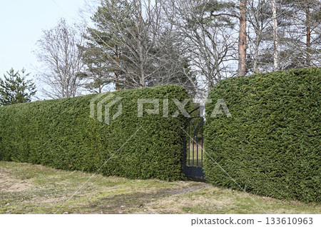 a meticulously trimmed green hedge wall with a black wrought-iron gate 133610963