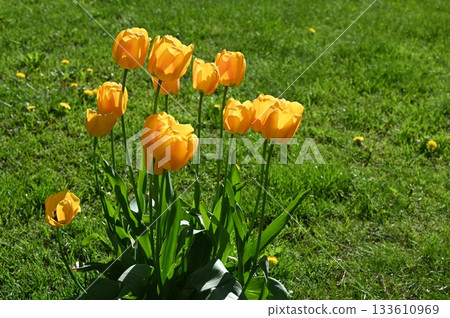 a vibrant cluster of blooming yellow tulips bathed in warm sunlight 133610969
