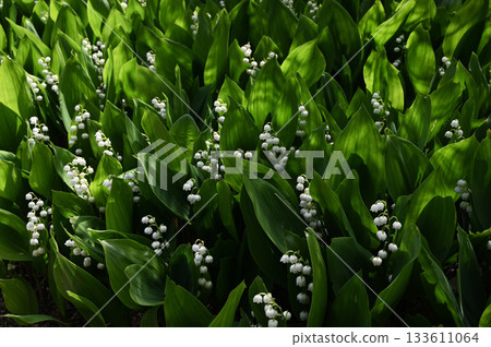 a dense patch of lily of the valley (Convallaria majalis) in bloom, nestled among lush green foliage a dense patch of lily of the valley (Convallaria majalis) in bloom, nestled among lush green foliage 133611064