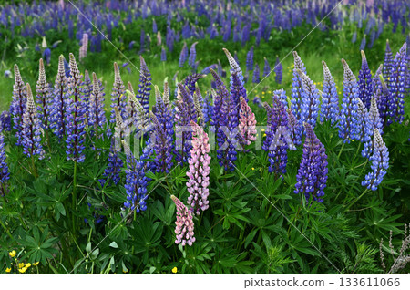 A vibrant and colorful field of lupine flowers in full bloom dominates this natural landscape 133611066