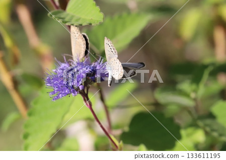 兩隻蝴蝶從秋天花園裡盛開的紫色花朵中吸取花蜜。 兩隻蝴蝶從秋天花園裡盛開的紫色花朵中吸取花蜜。 133611195