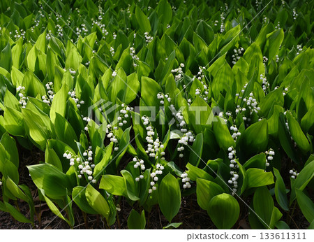 a dense patch of lily of the valley (Convallaria majalis) in bloom a dense patch of lily of the valley (Convallaria majalis) in bloom 133611311