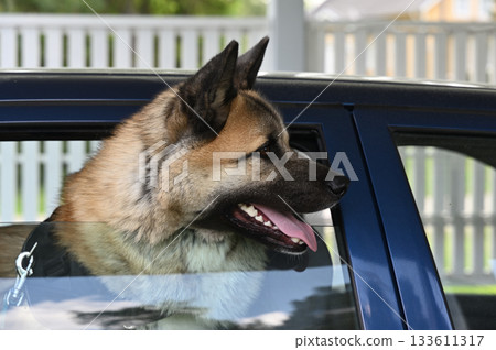a happy dog sitting in a blue car with its head out the open window 133611317