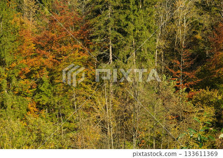 Mixed Coniferous and Deciduous Trees in Autumn Colors Mixed Coniferous and Deciduous Trees in Autumn Colors 133611369