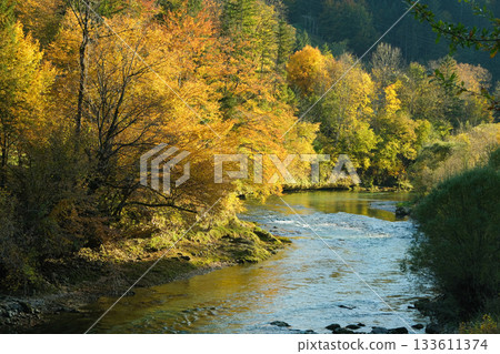 The calm mountain river is surrounded by autumn forest The calm mountain river is surrounded by autumn forest 133611374