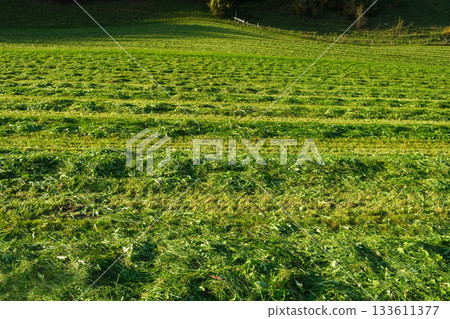 Freshly Mown Alpine Meadow in Sunlight 133611377