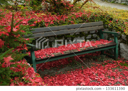 A park bench surrounded by bright red autumn leaves 133611390