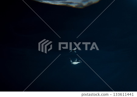 剛孵化的小綠海龜在東京小笠原的海洋中游泳 剛孵化的小綠海龜在東京小笠原的海洋中游泳 133611441
