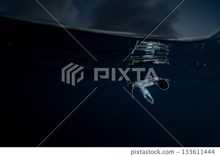 剛孵化的小綠海龜在東京小笠原的海洋中游泳 剛孵化的小綠海龜在東京小笠原的海洋中游泳 133611444