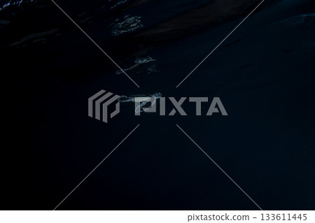 剛孵化的小綠海龜在東京小笠原的海洋中游泳 剛孵化的小綠海龜在東京小笠原的海洋中游泳 133611445