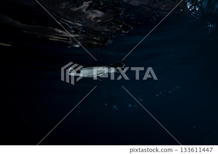 剛孵化的小綠海龜在東京小笠原的海洋中游泳 剛孵化的小綠海龜在東京小笠原的海洋中游泳 133611447