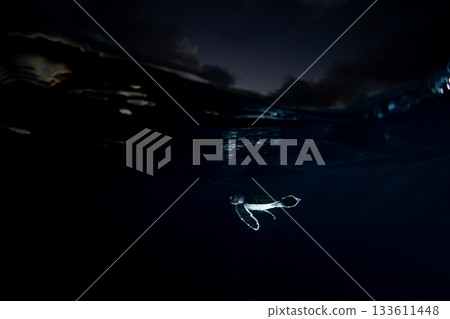 剛孵化的小綠海龜在東京小笠原的海洋中游泳 剛孵化的小綠海龜在東京小笠原的海洋中游泳 133611448
