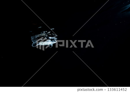 Baby green sea turtles swimming in the ocean after hatching, Ogasawara, Tokyo 133611452