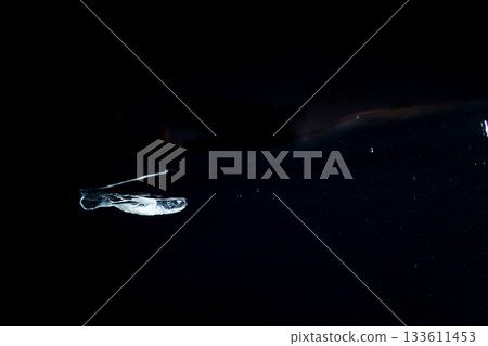 剛孵化的小綠海龜在東京小笠原的海洋中游泳 剛孵化的小綠海龜在東京小笠原的海洋中游泳 133611453
