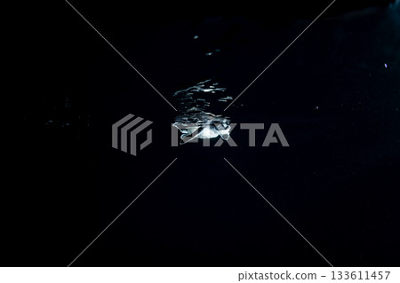 剛孵化的小綠海龜在東京小笠原的海洋中游泳 133611457