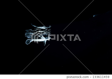剛孵化的小綠海龜在東京小笠原的海洋中游泳 剛孵化的小綠海龜在東京小笠原的海洋中游泳 133611459