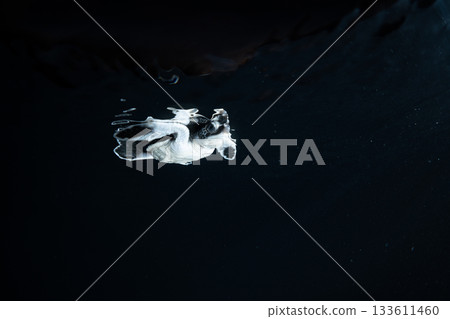 剛孵化的小綠海龜在東京小笠原的海洋中游泳 剛孵化的小綠海龜在東京小笠原的海洋中游泳 133611460