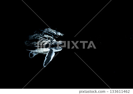 Baby green sea turtles swimming in the ocean after hatching, Ogasawara, Tokyo Baby green sea turtles swimming in the ocean after hatching, Ogasawara, Tokyo 133611462