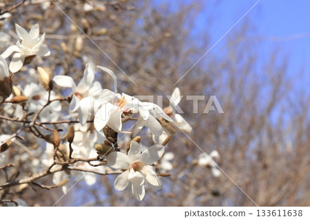 white magnolia 133611638