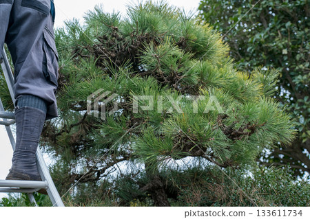 松樹 修剪 男人 133611734