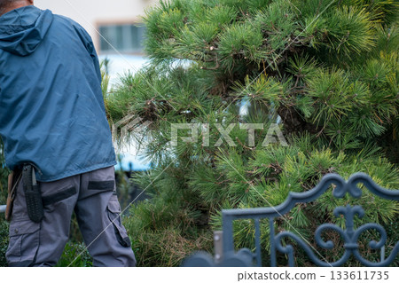 松樹 修剪 男人 133611735