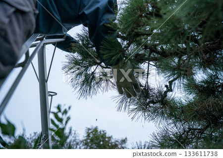 pruning, pinetree, male 133611738