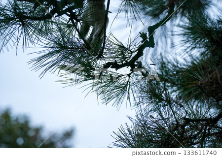 松樹 樹木 樹 133611740