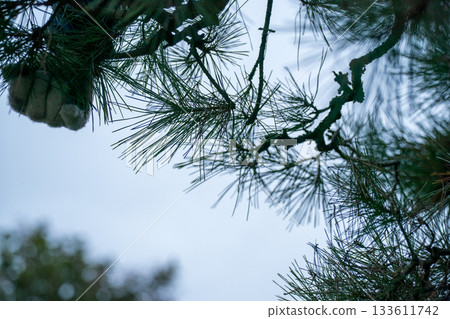 松樹 樹木 樹 133611742