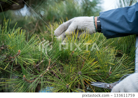 修剪 園丁 松樹 133611759