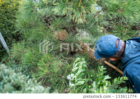 pinetree, pruning, gardening 133611774