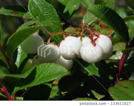 White fruit of the sedge tree White fruit of the sedge tree 133611827
