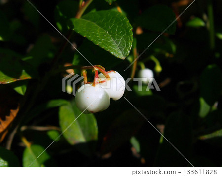 莎草樹的白色果實 莎草樹的白色果實 133611828